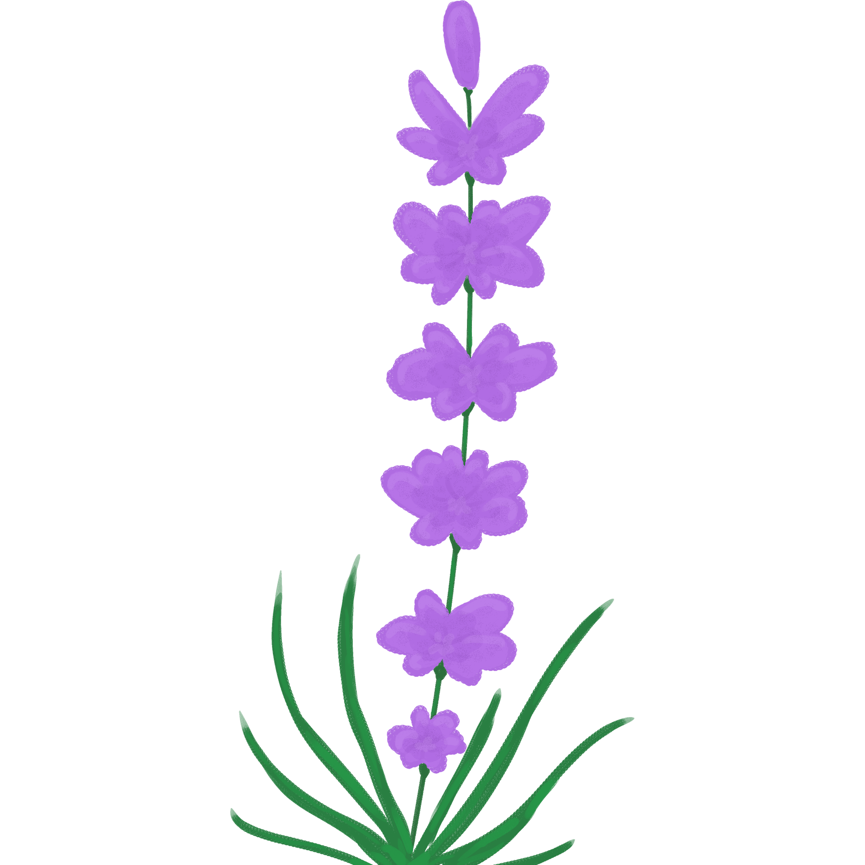 Лаванда